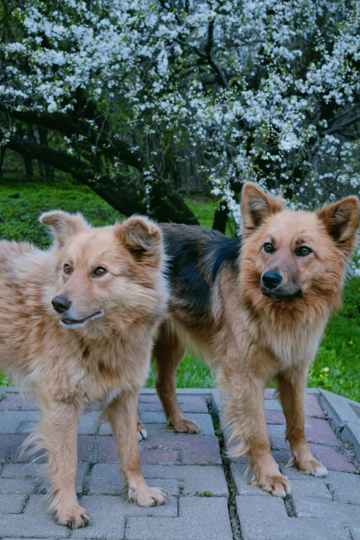 two adorable dogs stand in front of a blooming tree