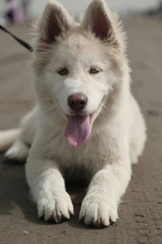 a white dog laying on the ground with his tongue out