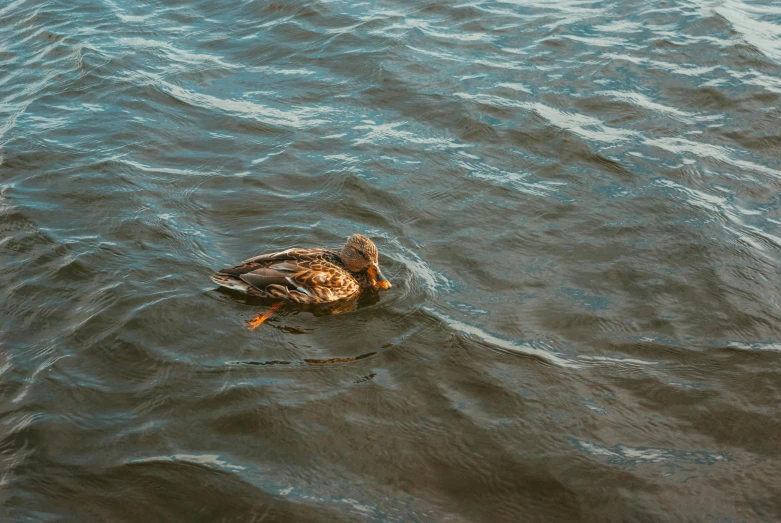 there is a duck that is swimming in the water