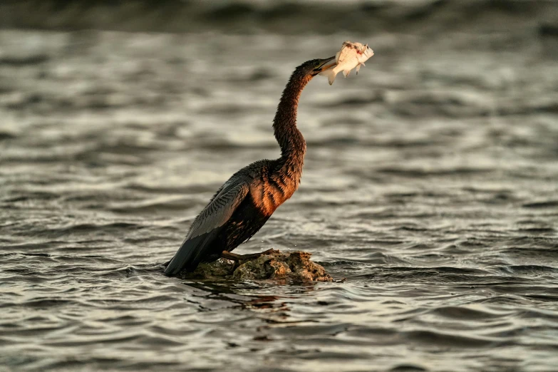 a bird that is perched on top of a rock