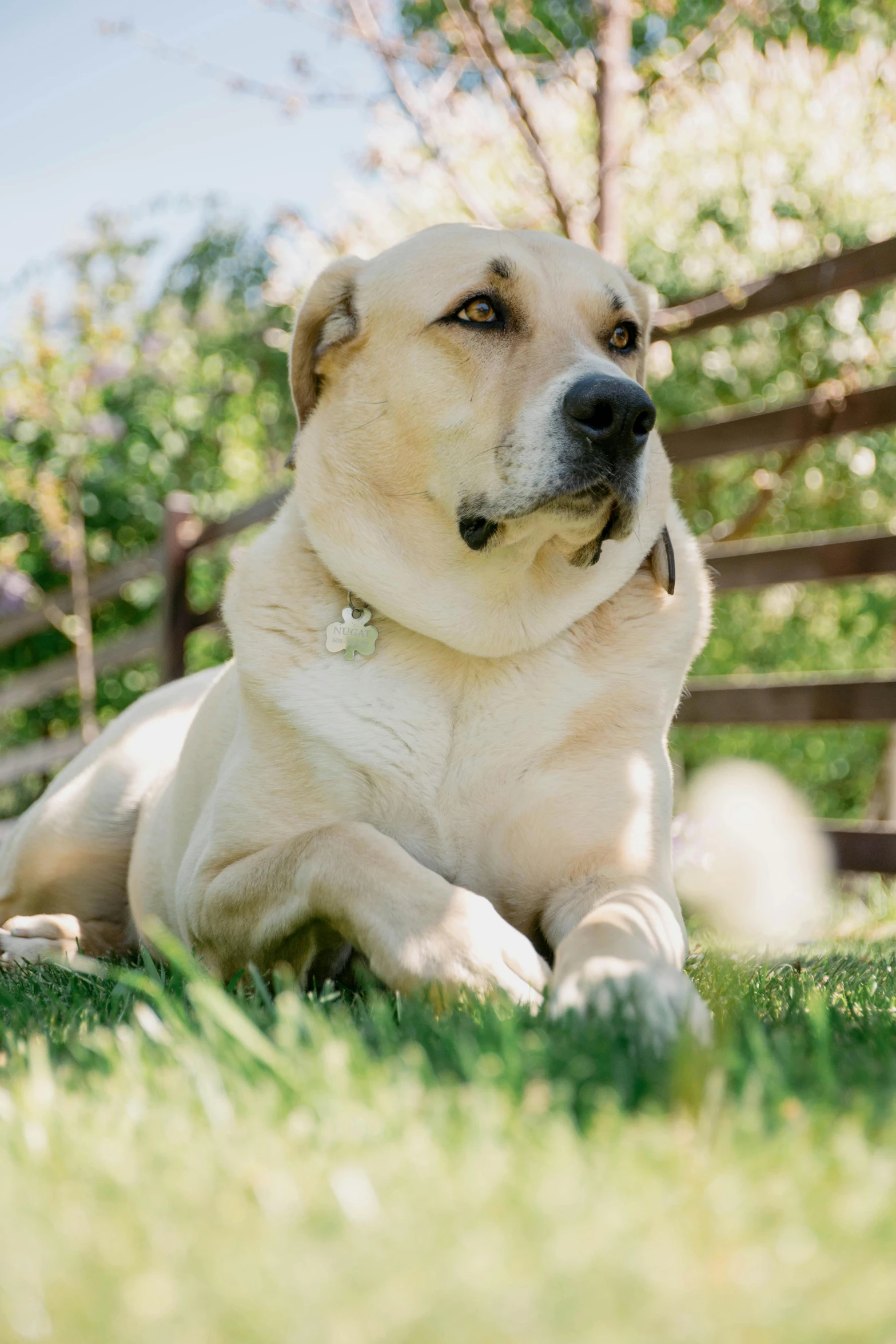 a dog sitting in a grassy area with it's tongue out