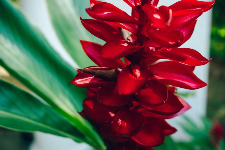 the very pretty red flower is in the vase