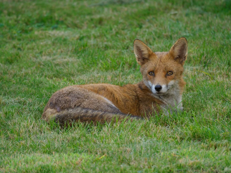 there is a red fox that is laying on the grass