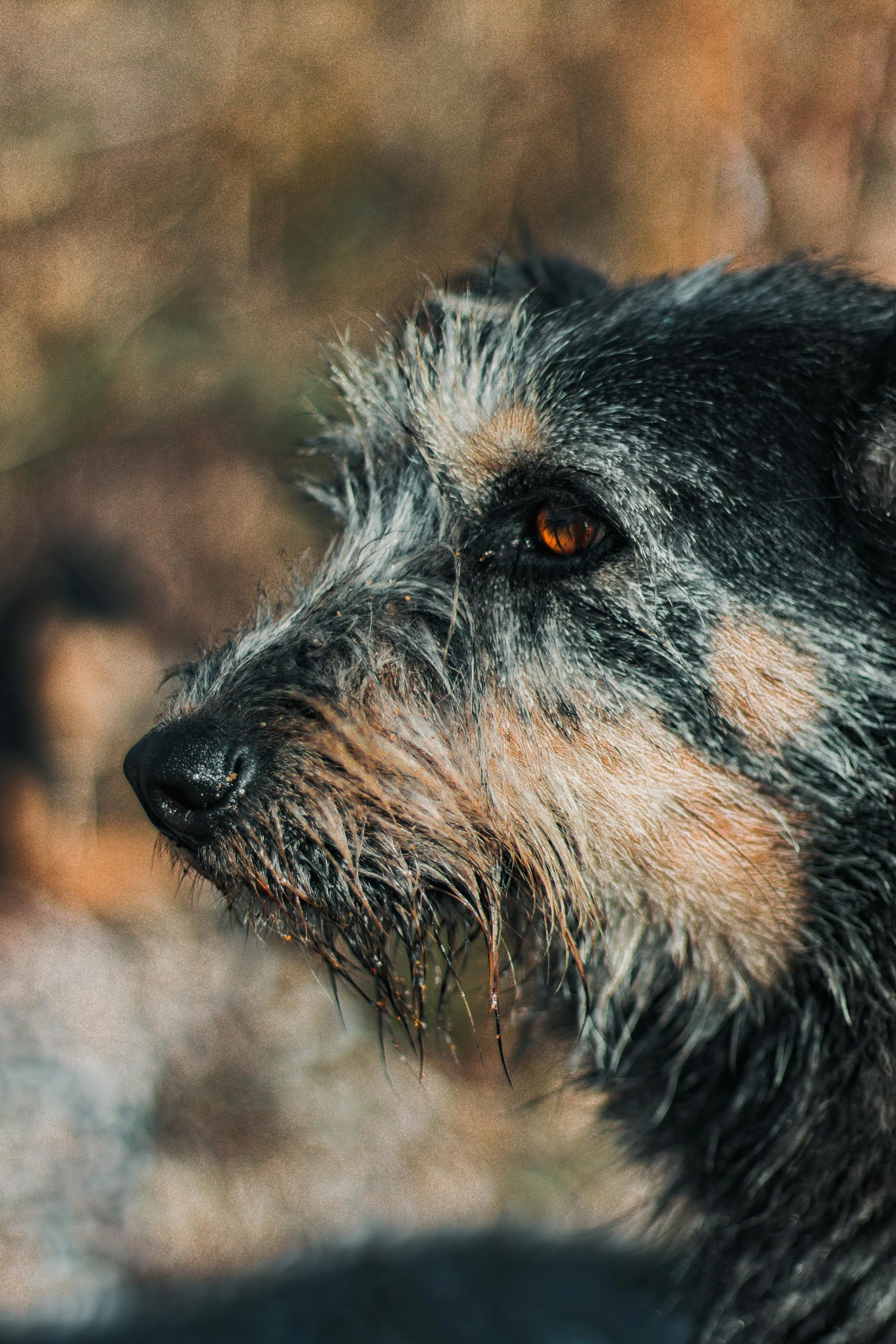 a close up of a dog with water on its face