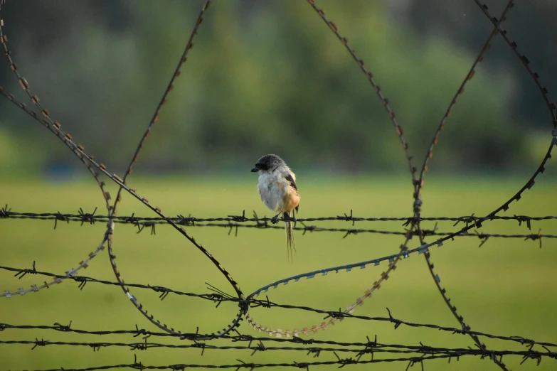 a small bird sitting on top of a metal fence