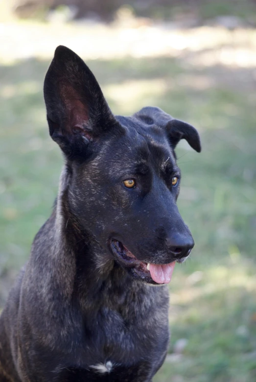 black dog sitting with its tongue out and his mouth open