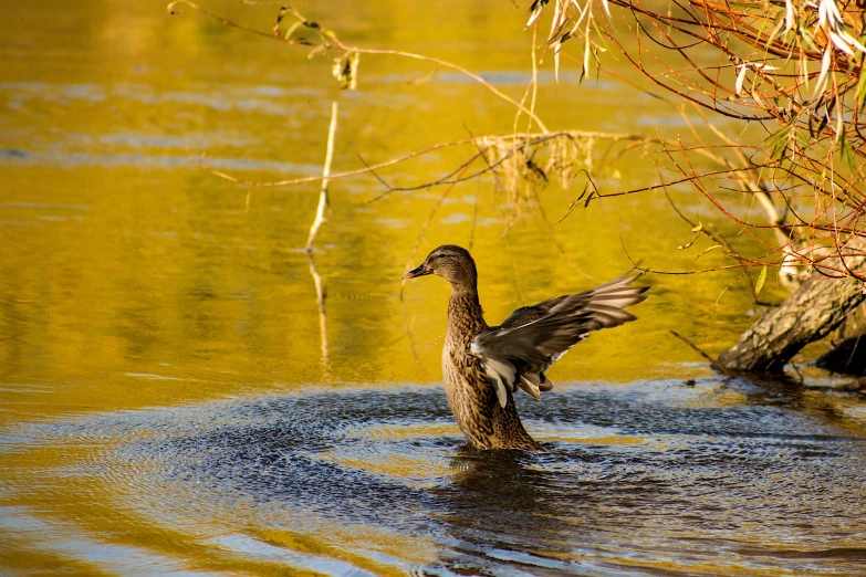 a duck is swimming in the pond in golden waters