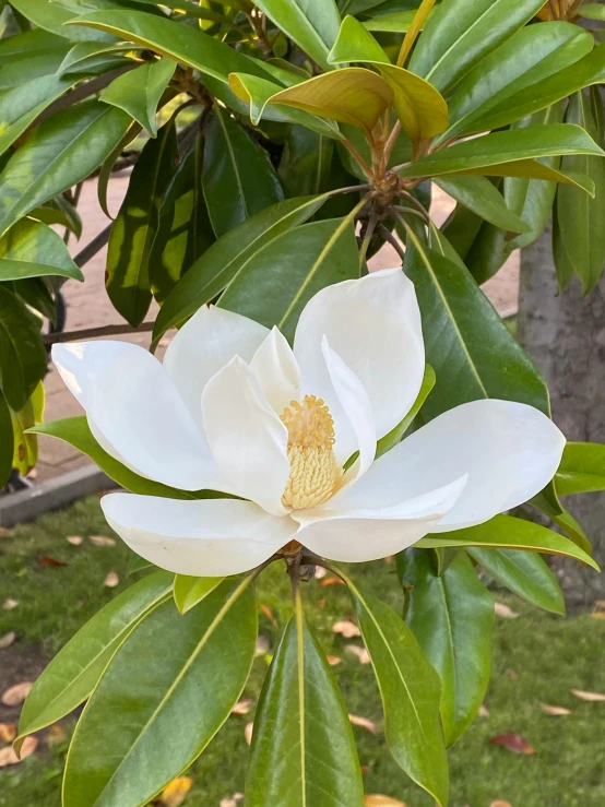 a large white flower blooming on a tree