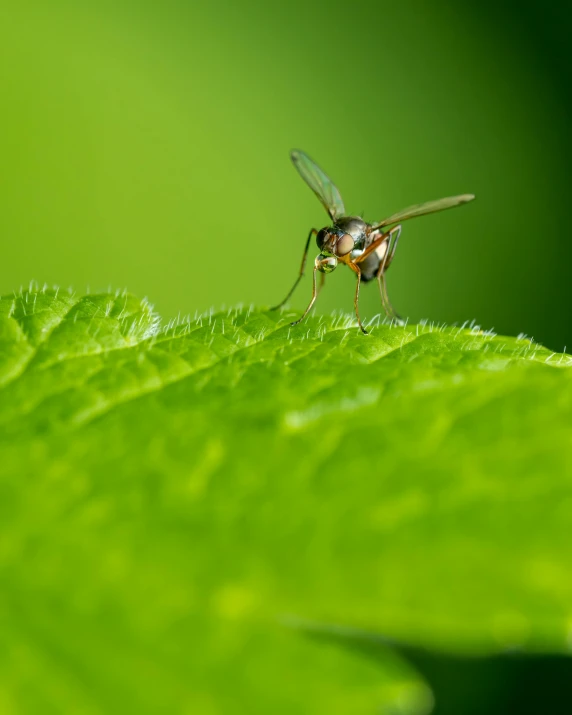 a large fly sits on a leaf with its wings folded