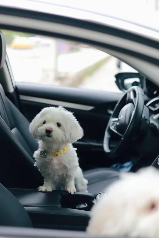 a white dog is sitting in the front seat of a car
