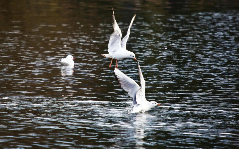 a couple of birds are in the water