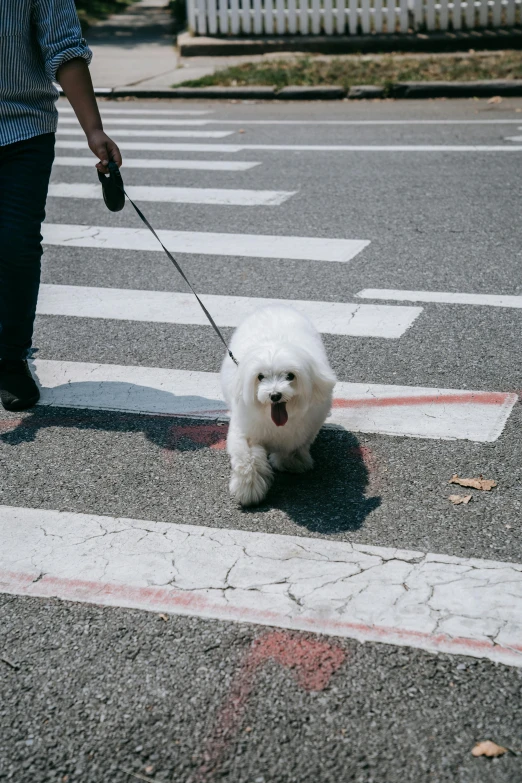a dog on leash pulling an object behind him