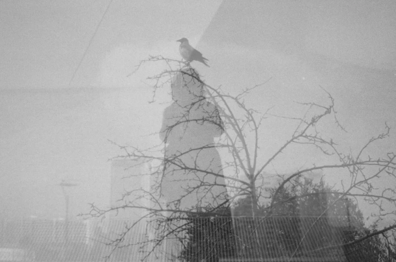 a single bird perched on top of a tree in the fog