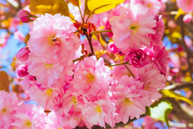 pink flowers are in bloom, with lots of green leaves