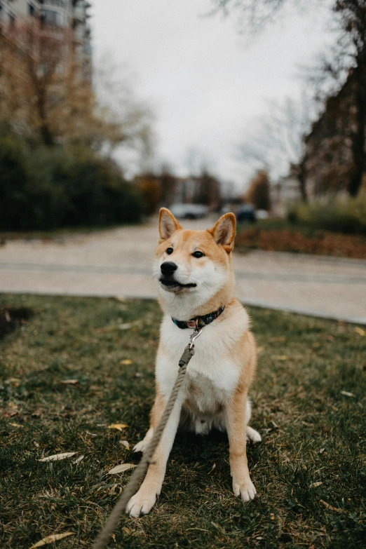 a little dog that is sitting in the grass