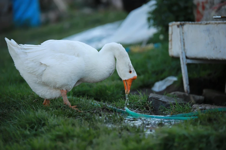 a white goose drinking from water out of the ground