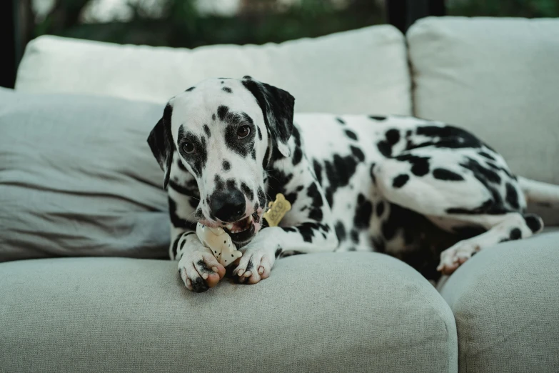 a dalmation dog laying on a sofa cushion