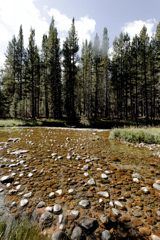 rocky river with pine trees in the background