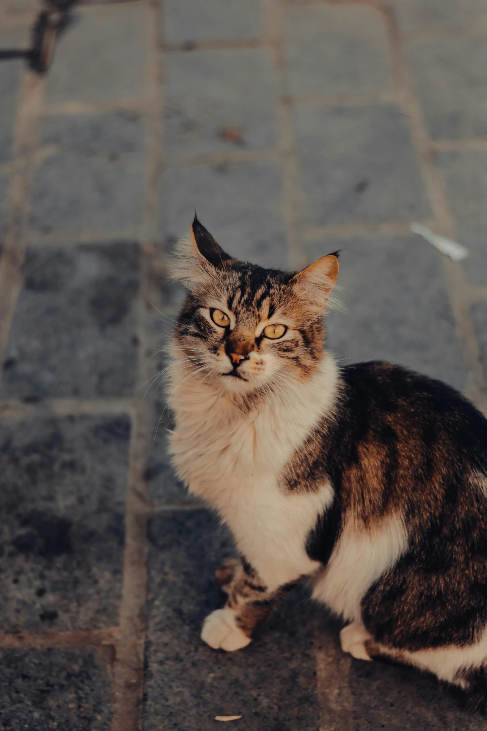 a fluffy black white brown and black cat