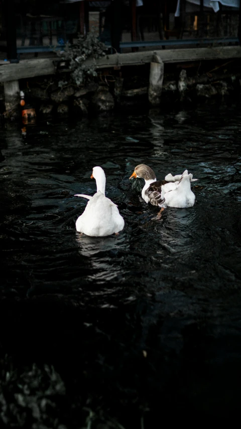 ducks and their babies are swimming in a pond