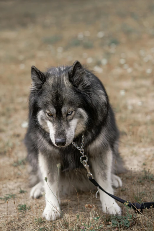 a husky dog with its head turned toward the side