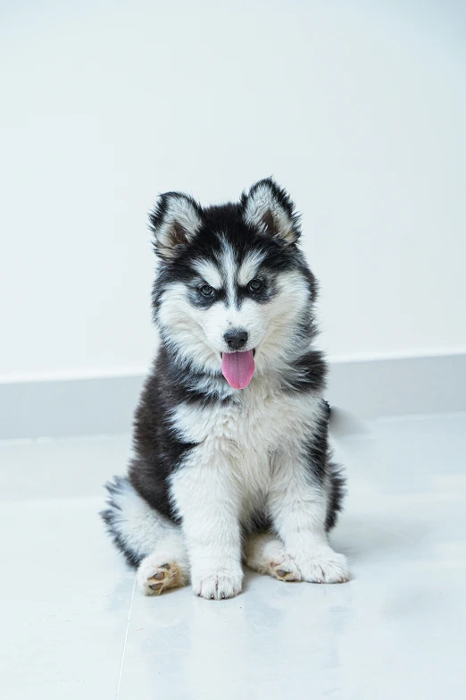 a husky puppy is laying on the floor