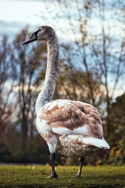 a close up of a bird standing on a grass field