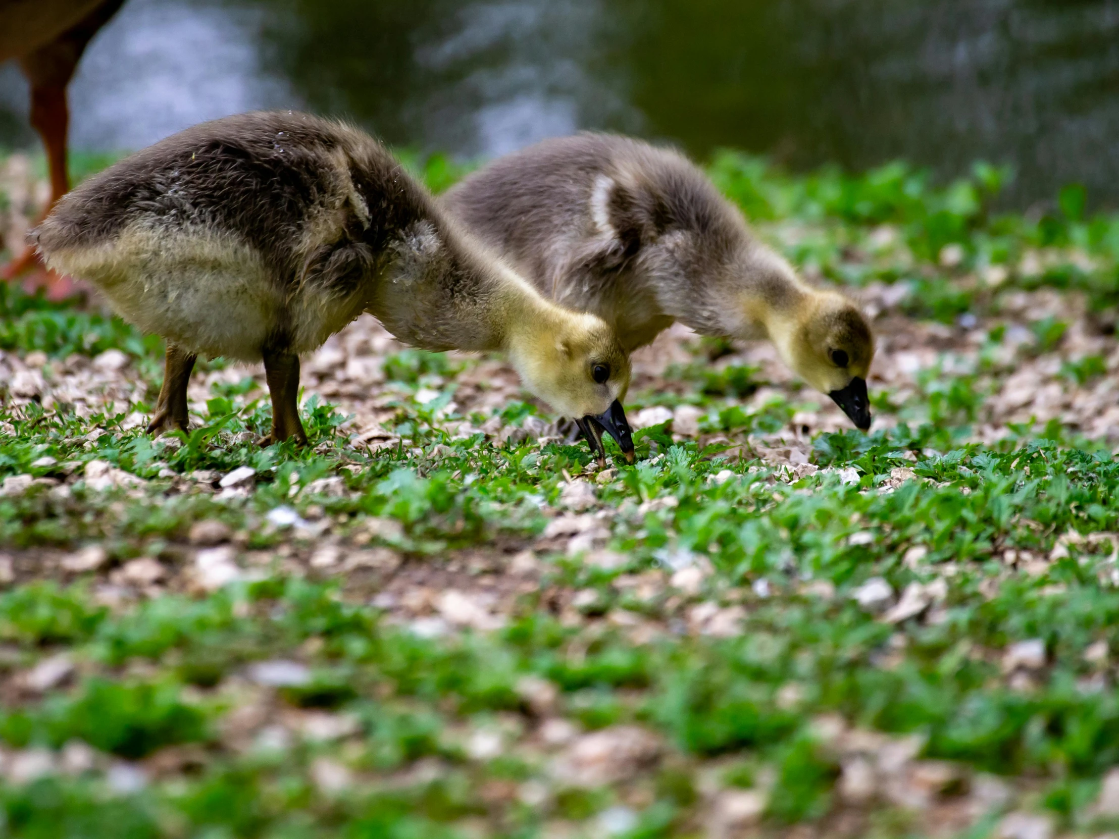 two geese walking along grass near water