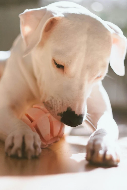 a dog laying on the floor eating a pink dog