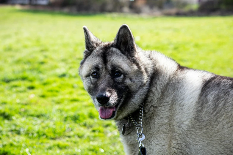 an adult german shepherd dog in a field