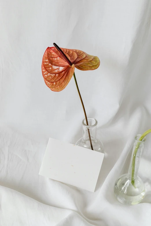 a red plant in a glass vase with a card