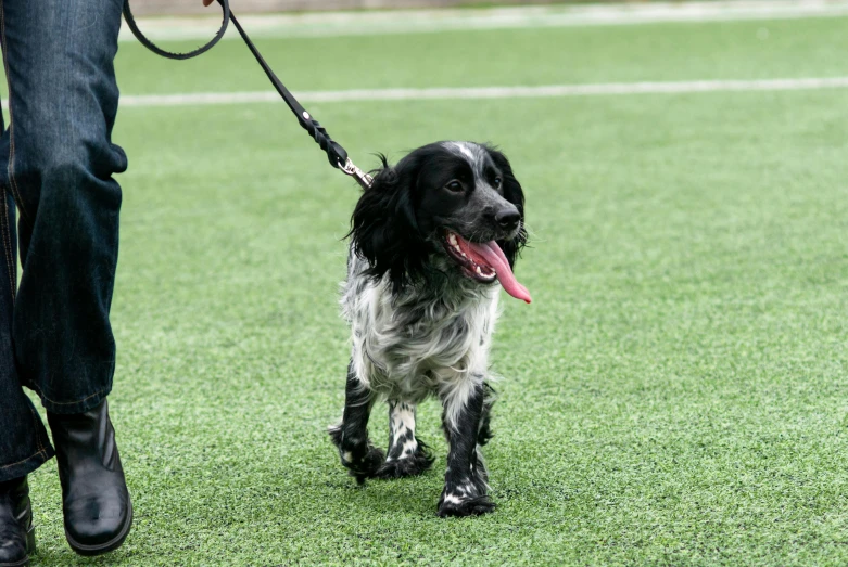 a black and white dog is being held by a leash