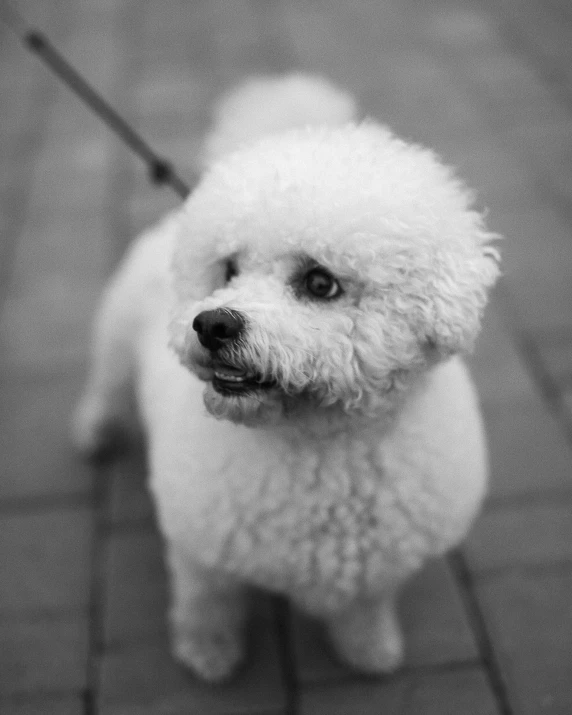 a white fluffy dog sitting on top of tile