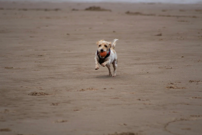 there is a small dog running in the sand holding a ball
