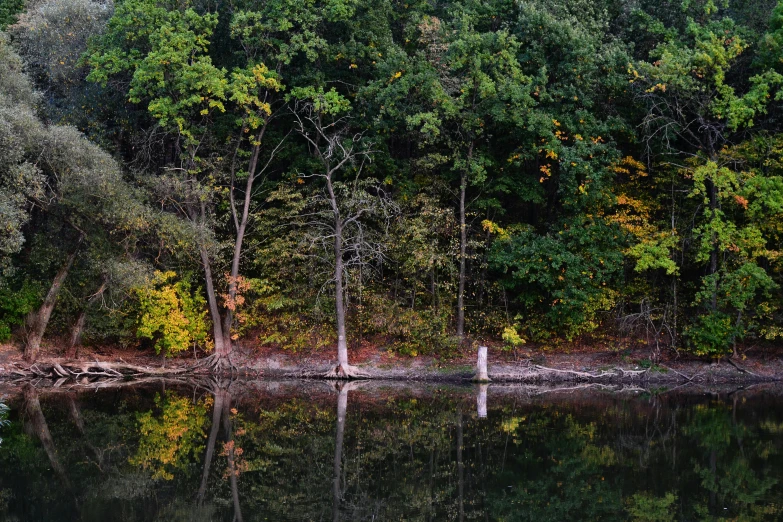 trees on the shore are reflecting in the still water