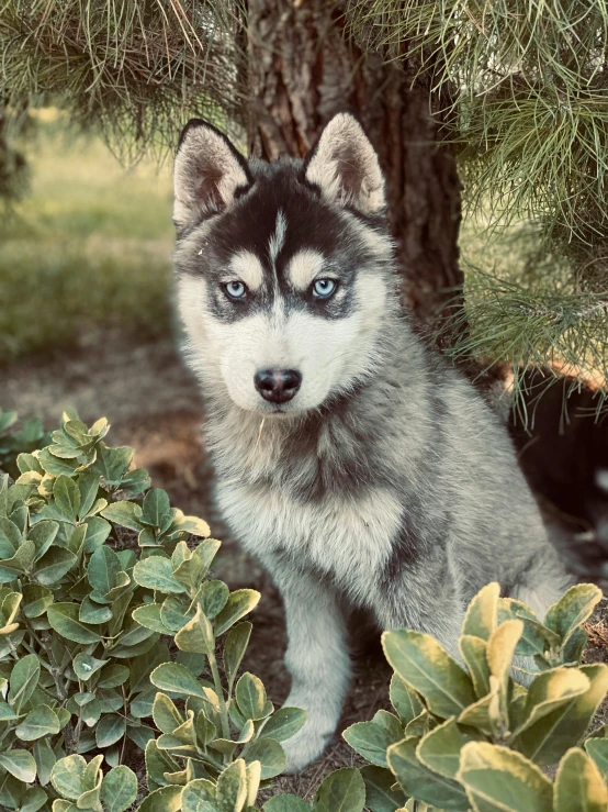 a grey and black dog in front of a tree with bushes