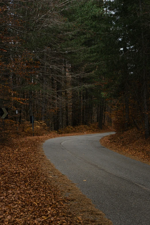 a curvy road with fallen leaves leading into the woods