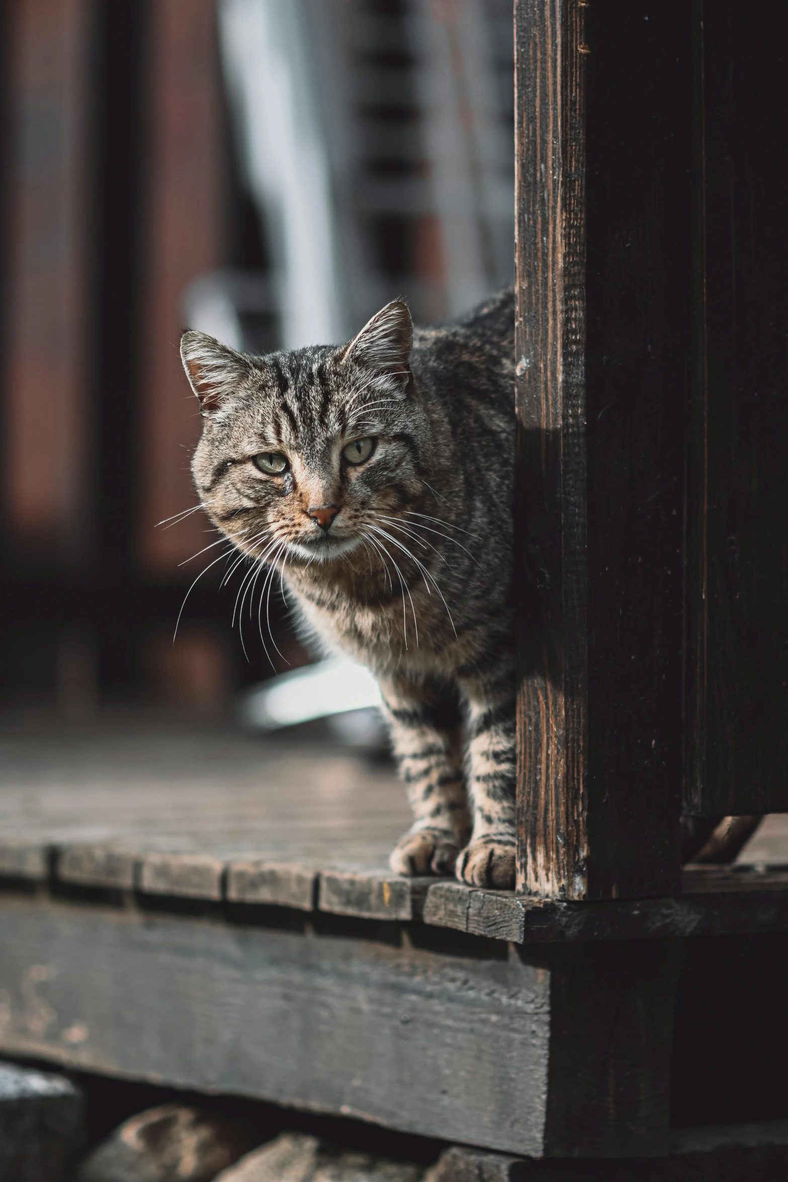 a cat standing on top of a wooden platform