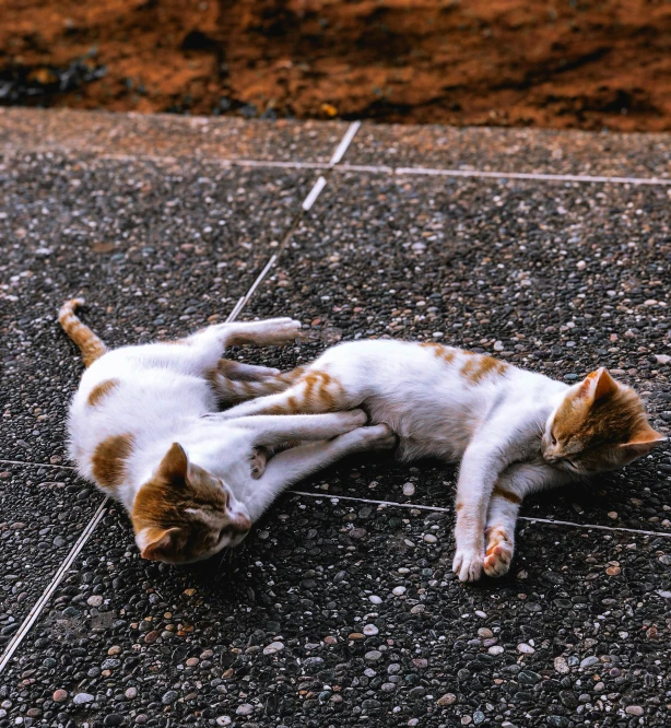 a cat that is laying down on the road