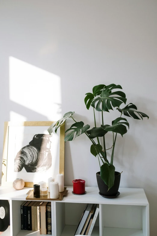 the plant is on top of the white shelf