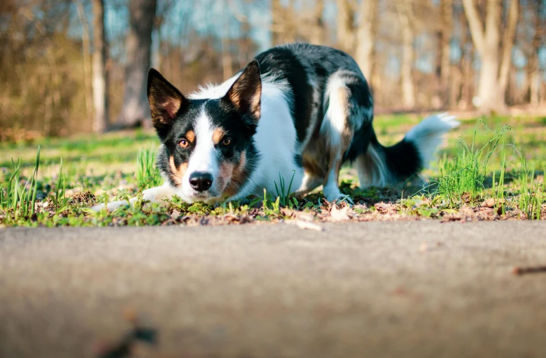 a brown and white dog laying on top of a grass covered field