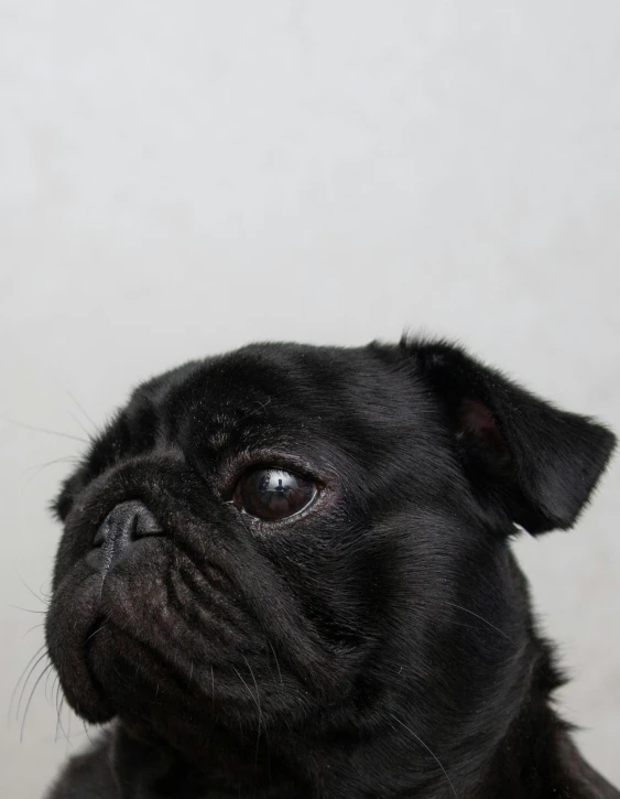 the small black pug dog is looking to its right