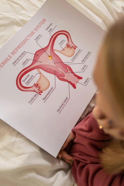 a child looks at the anatomy of her stomach