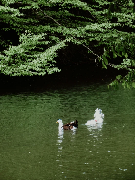 two ducks swimming on the surface of water