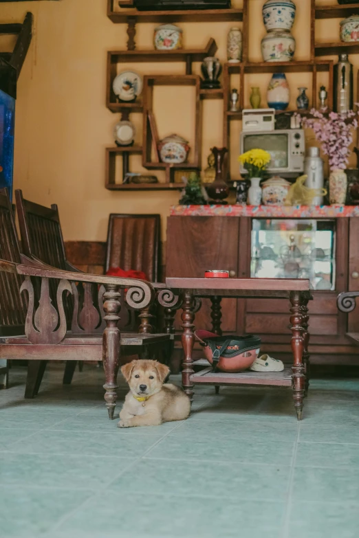 a dog that is sitting underneath a table