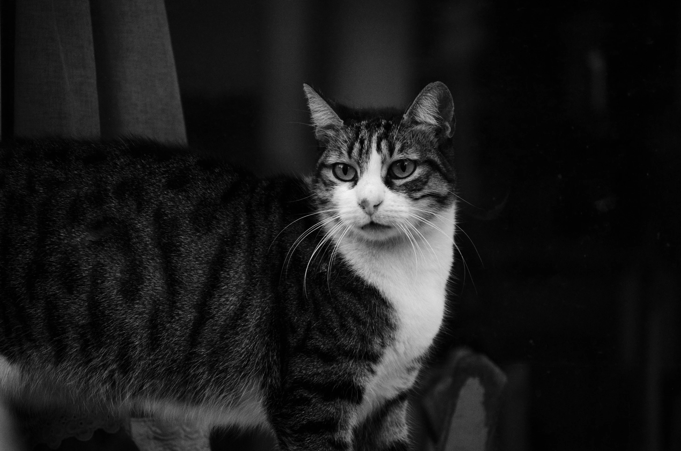 black and white pograph of a cat in black and white