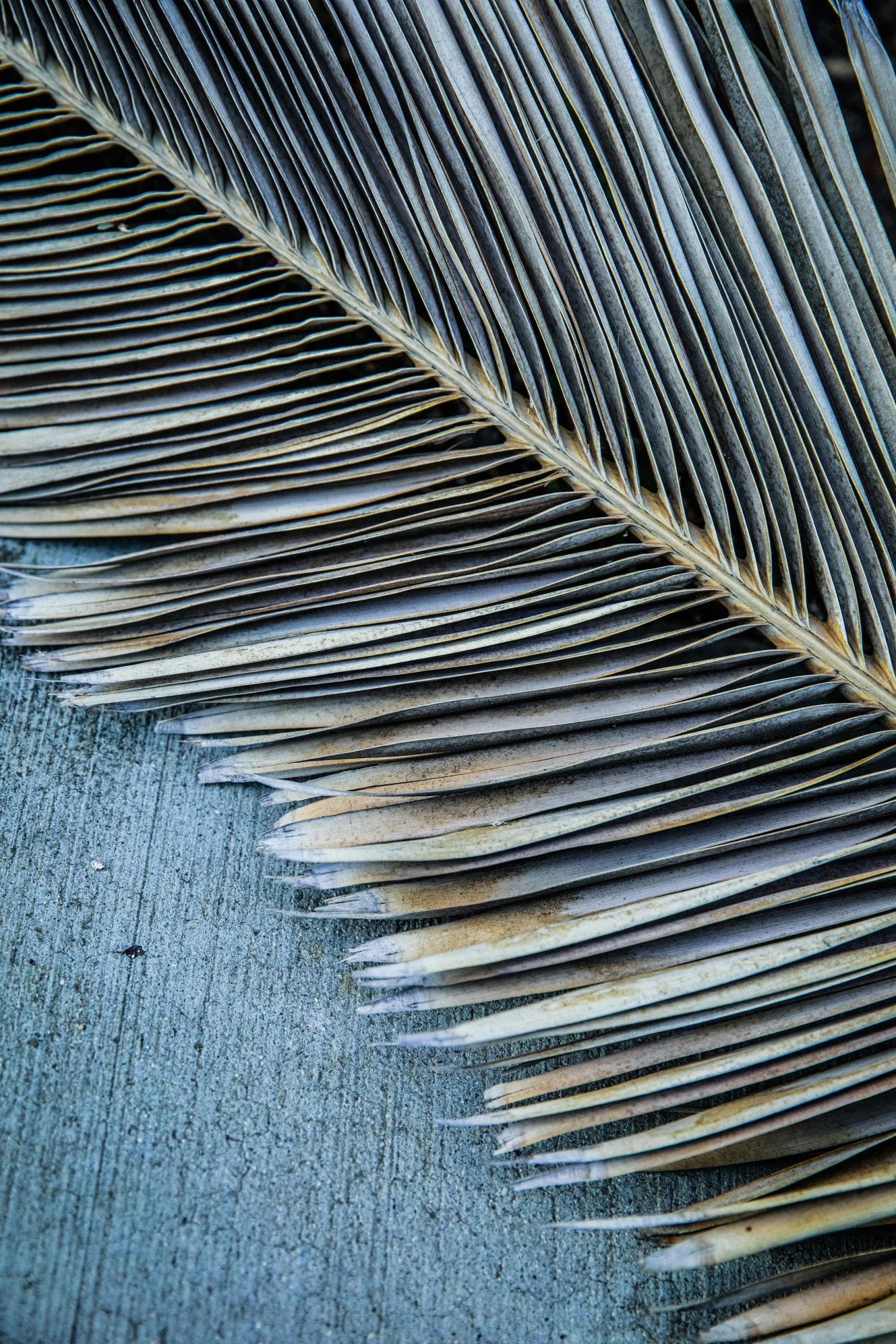 this is a picture of a blue peacock feather