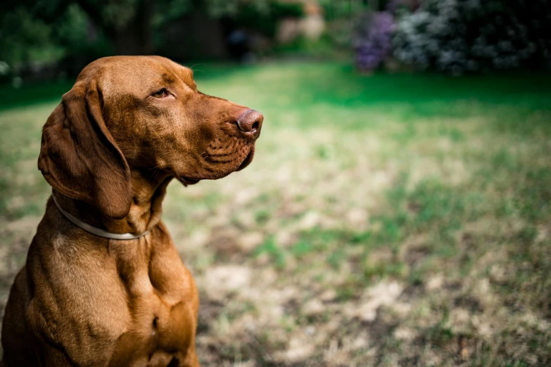 a close up of a dog outside in the grass