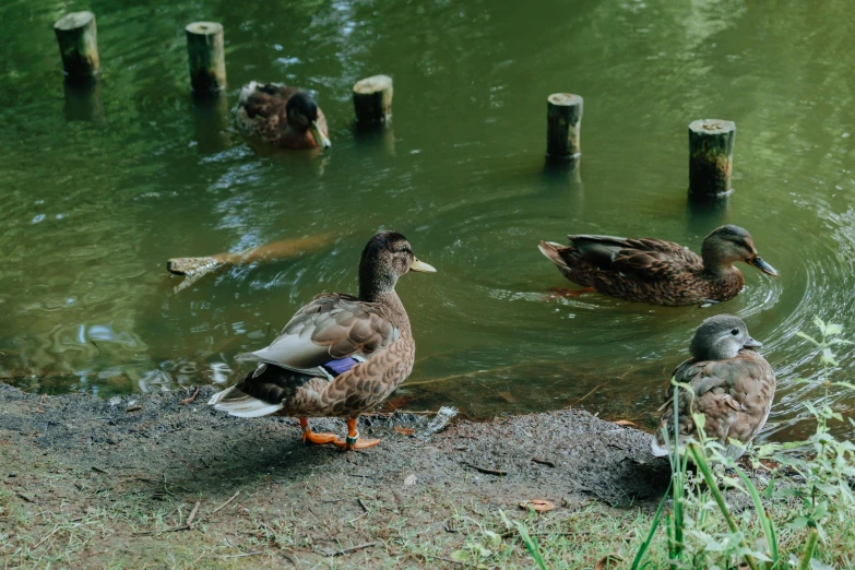 ducks sitting and swimming on the water in a pond