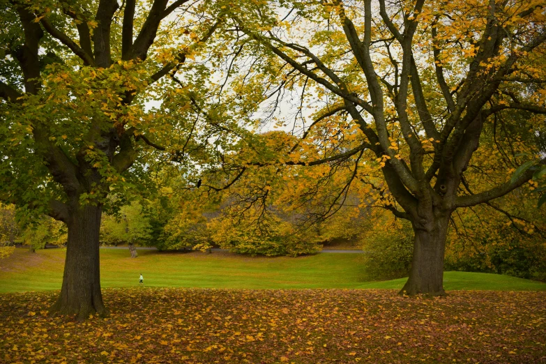 there are trees with some yellow leaves in the park